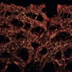 After Polynucleotides 2